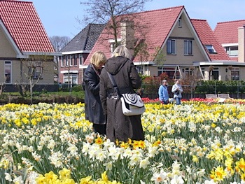 Holland: Hortus Bulborum