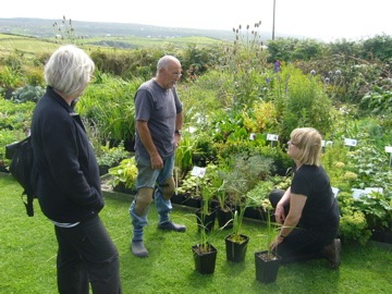 Doolin garden