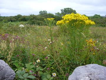 Burren walk